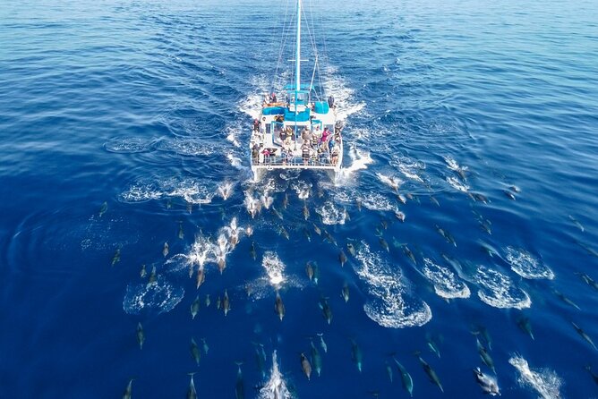 Dana Point Dolphin and Whale Watching Eco-Safari - Starting Point and Meeting Details at Dana Point Harbor