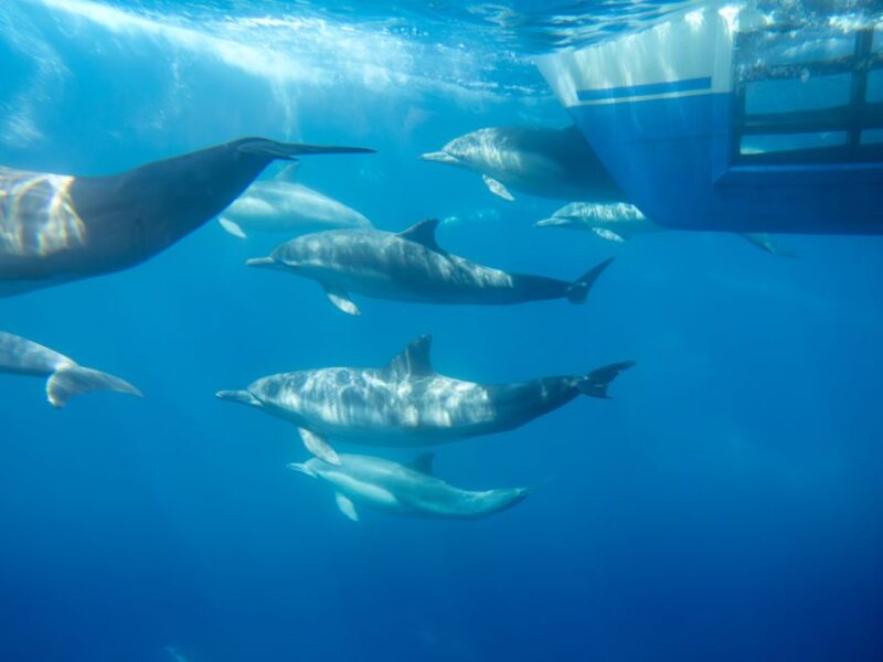 Dana Point Dolphin & Whale Watching With Underwater Viewing - Accessibility and Practical Tips