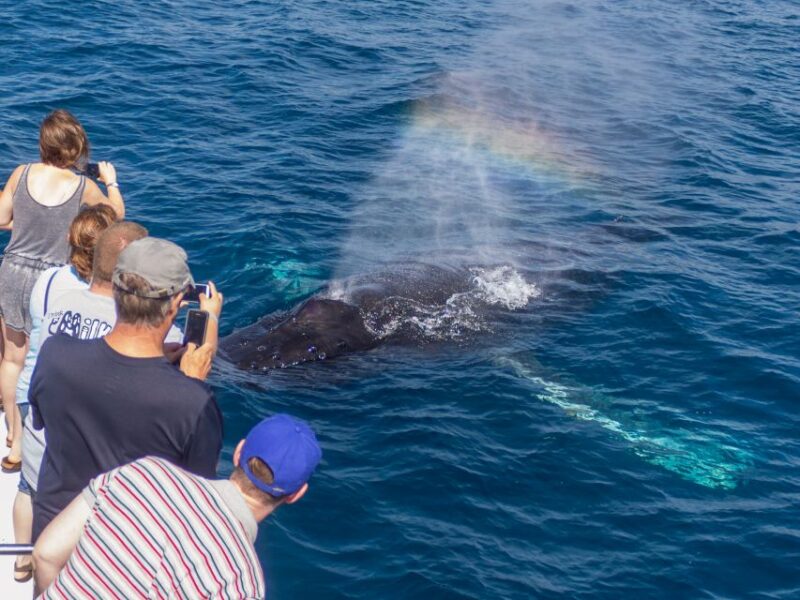 Dana Point Dolphin & Whale Watching With Underwater Viewing - Value and Cost Analysis