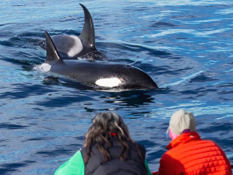 Dana Point Dolphin & Whale Watching With Underwater Viewing - Pricing and Booking Flexibility