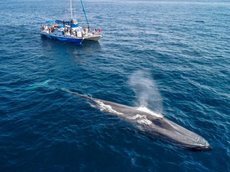 Dana Point Dolphin & Whale Watching With Underwater Viewing - Comparing This Tour to Other Dana Point Whale Cruises