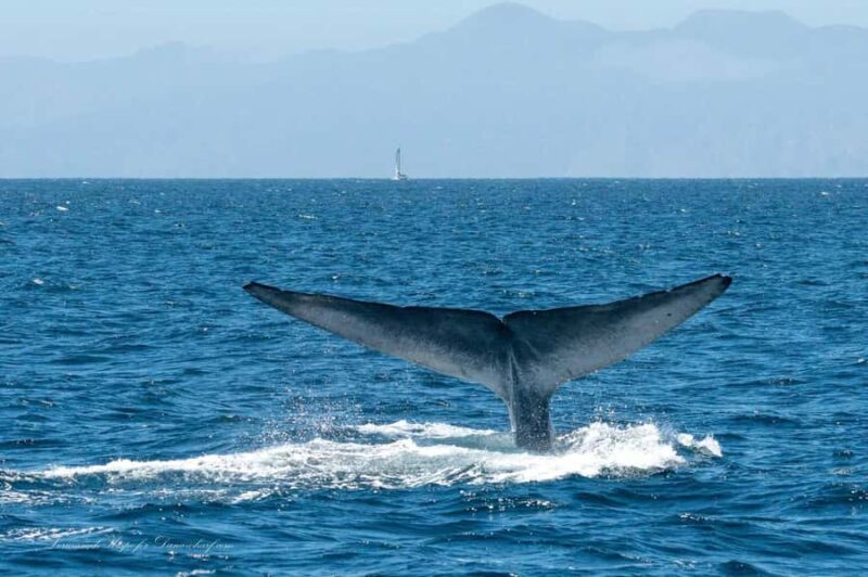Dana Point: Whale and Dolphin Watching Tour - Key Points