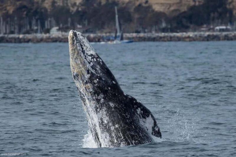 Dana Point: Whale and Dolphin Watching Tour - Marine Mammal Sightings and the Guarantee Policy