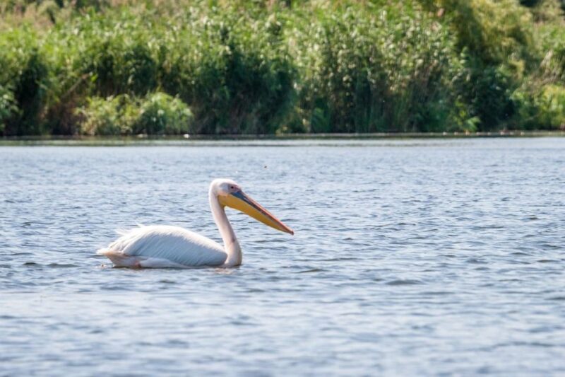 Danube Delta - 2-Day Tour from Bucharest - Explore the Danube Delta and Historic Romanian Ports in Just Two Days