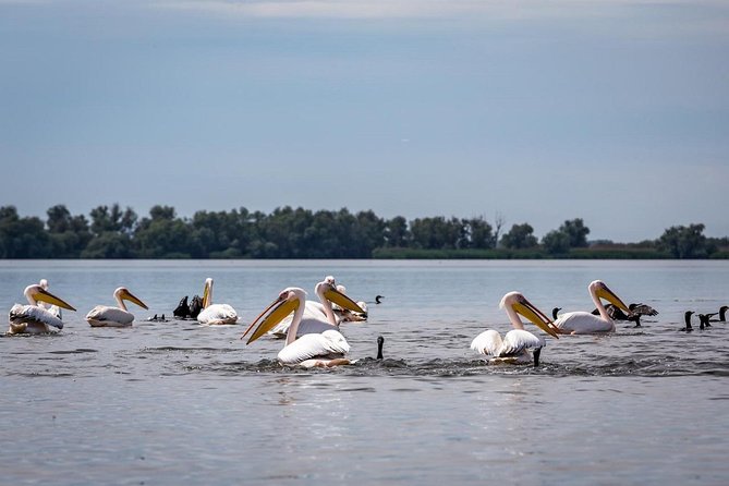 Danube Delta - 2-Days Shared Tour from Bucharest - The Expert Guide and Personalized Experience