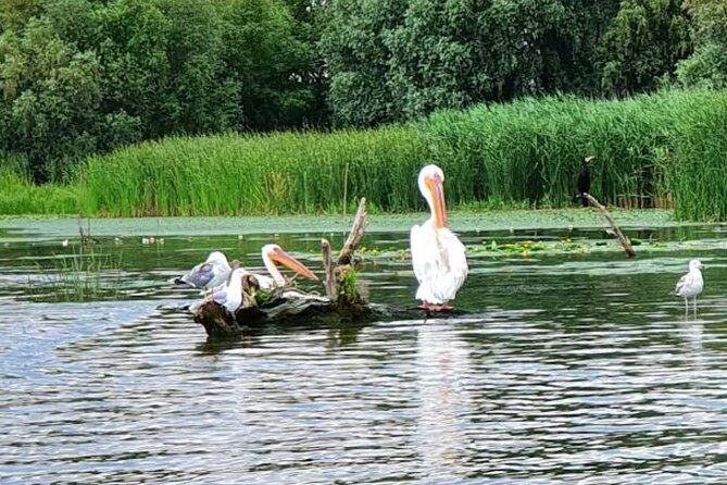 Danube Delta - Private Tour with Boat Trip & Traditional Lunch - The Cost and Booking in Advance