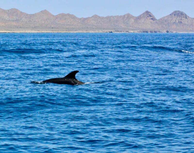 Danzante Island & Snorkel Tour from Villa del Palmar Hotel - Departure and Meeting Point at Villa del Palmar Hotel in Loreto Bay