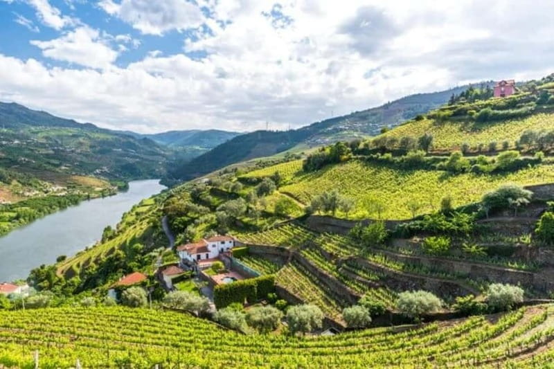 Dão Private Tour: Visit 3 Wineries with Tastings & Lunch - Discover the Charm of Portugal’s Dão Wine Region in a Private Tour