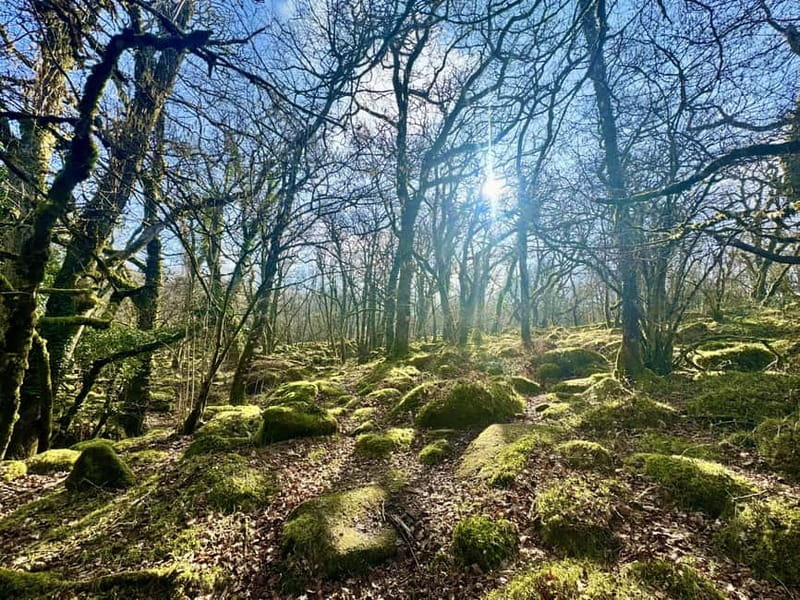 Dartmoor: Guided Hiking Tours FULL Day - Key Points