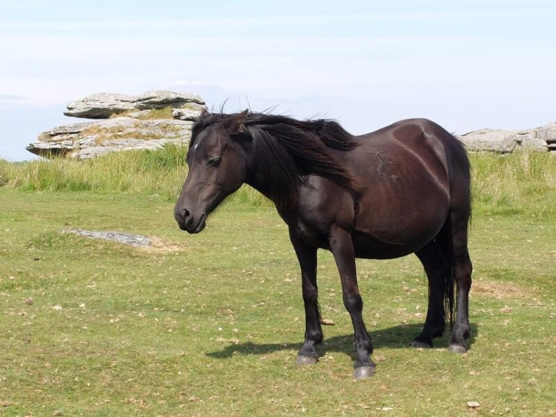 Dartmoor: Hound of the Baskervilles Experience - Scenic Drive and Natural Beauty of Dartmoor