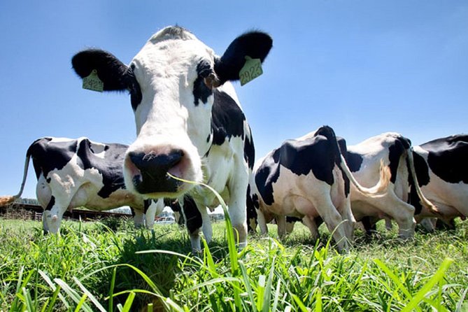 Day at the Farm - Discover a Hands-On Farm Experience in Angra do Heroísmo