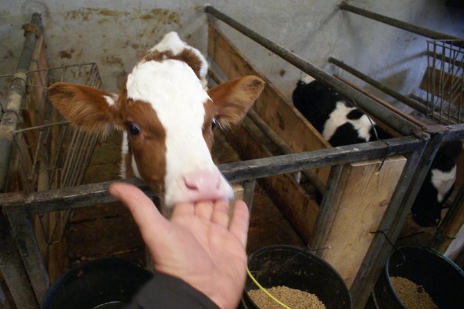 Day at the Farm - Interacting with Cows and Animals on the Farm