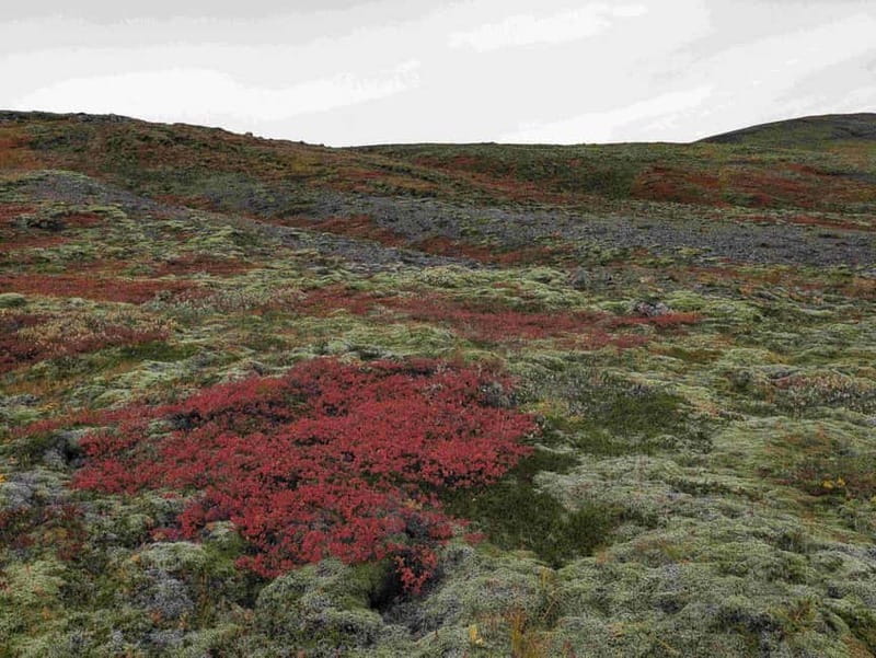 Day Hike to Grimannsfell: Waterfall & Legacy - moderate - Exploring Grímmannsfell: A Hidden Highland Treasure