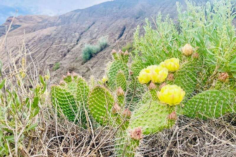 Day of Dinosaurs and Hoodoos From Calgary to the Badlands - Crossing the Rosedale Suspension Bridge for Picturesque Views