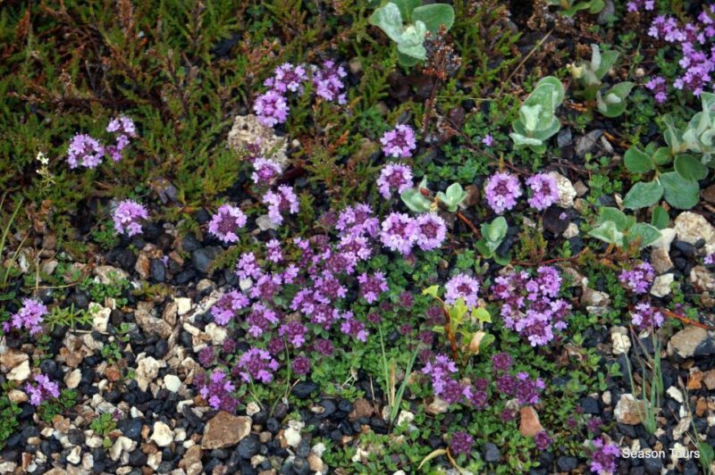 Day tour from, Reykjavik, KEF, Hveragerði, Selfoss or Hella - Stops at Major Attractions and Hidden Gems