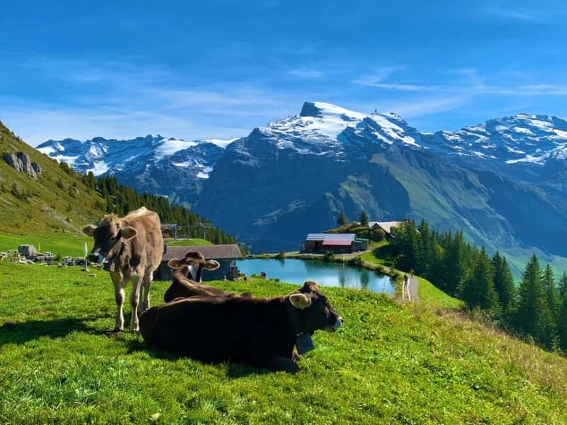 Day Tour or Transfer from Zurich to Engelberg via Lucerne - Discover Switzerland with a Private Driver-Guide