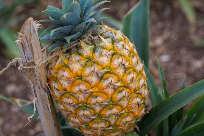 Day tour to the amazing Sete Cidades - Why Choose This Tour Over Others