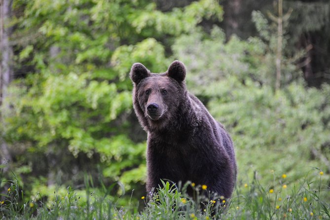 Day Trip & Bear Watching in the Land of Volcanoes - Exciting Natural Attractions in Romania with a Focus on Wildlife and Geology