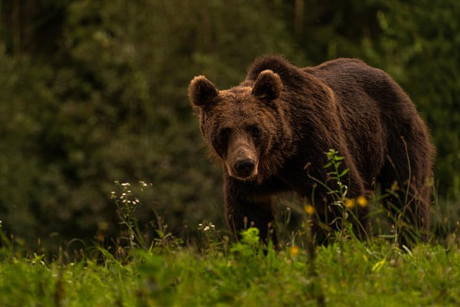Day Trip & Bear Watching in the Land of Volcanoes - The Forest and Brown Bear Habitat Experience