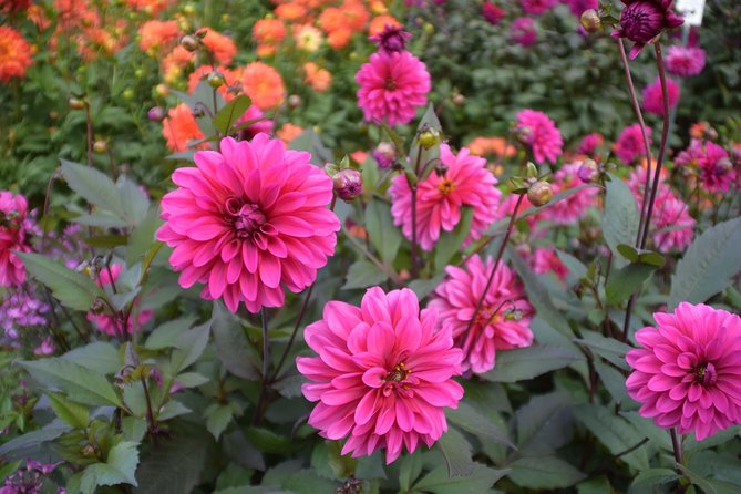 Day Trip Flower Island of Mainau including Meersburg - Additional Stops and Sightseeing Along Lake Constance