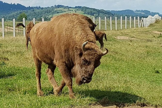 Day trip from Brasov: Bison reserve & traditional lunch - The Bison Reserve in Vama Buzului: A Wildlife Sanctuary