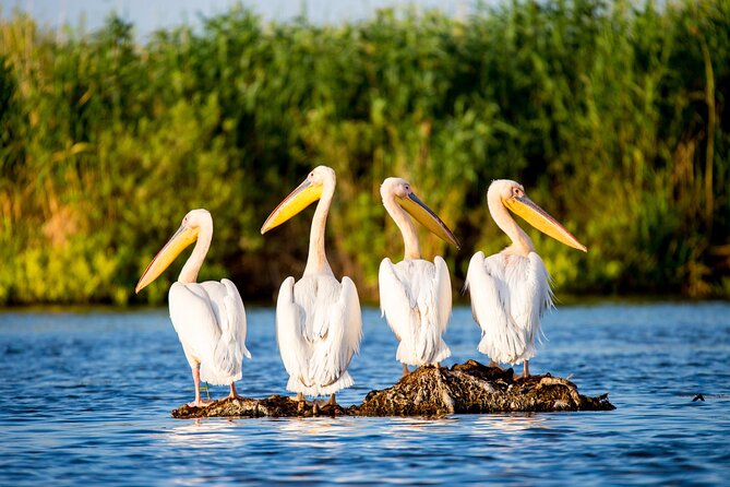 Day Trip from Bucharest to Danube Delta - A Full-Day Adventure from Bucharest to the UNESCO-Listed Danube Delta