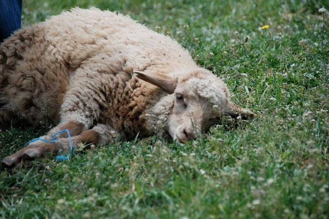 Day trip -Mtskheta-Jvari Gori-Uplistsikhe - Discovering Uplistsikhe: Georgia’s Ancient Rock-Cut Fortress