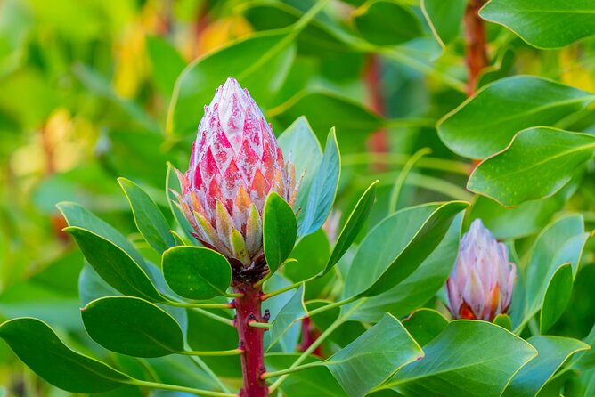 Day Trip Oahu to Maui: Sips, Sites and Bites - Considerations and Limitations