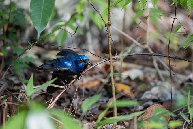 Day Trip to Coba and Punta Laguna with Mayan Lunch - Wildlife Encounters at Punta Laguna