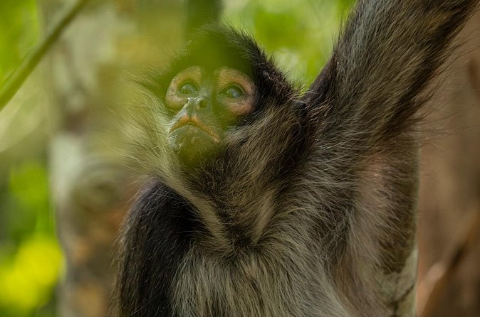 Day Trip to Coba and Punta Laguna with Mayan Lunch - Logistics and Meeting Arrangements