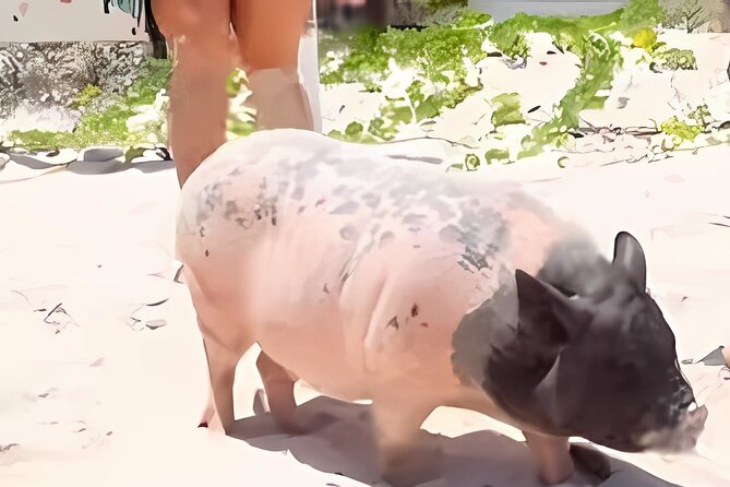 Day trip to El Corchito Ecological Reserve and Playa - Final Thoughts on the El Corchito Ecological Reserve and Playa Tour