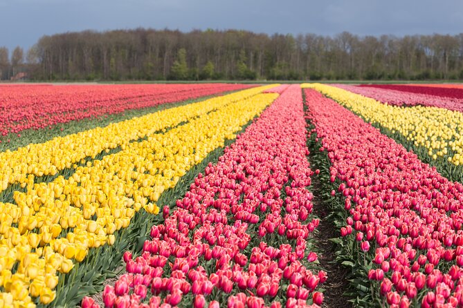 Day Trip to Famous Tulip Route in Noordoostpolder From Amsterdam - Explore the Famous Tulip Route in Noordoostpolder from Amsterdam for $149