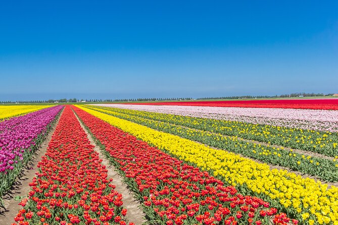 Day Trip to Famous Tulip Route in Noordoostpolder From Amsterdam - Key Points