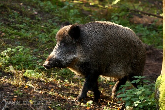 Day trip to Gauja National Park: animals, castles and a cave - Discover Latvia’s Largest and Oldest National Park in a Day