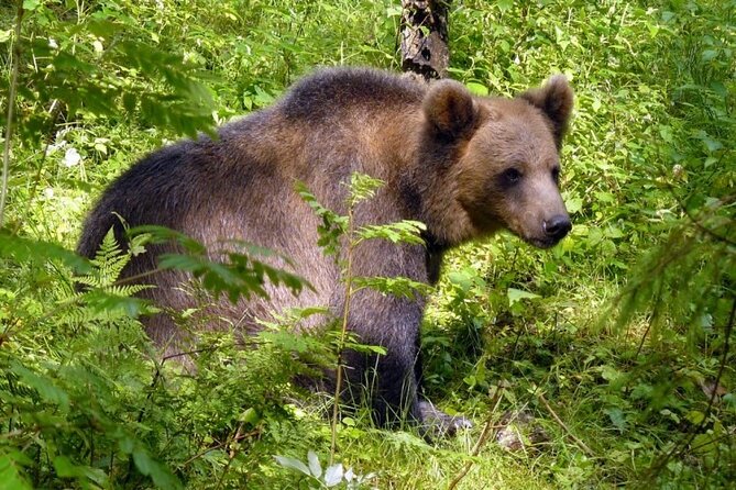 Day trip to Gauja National Park: animals, castles and a cave - Key Points