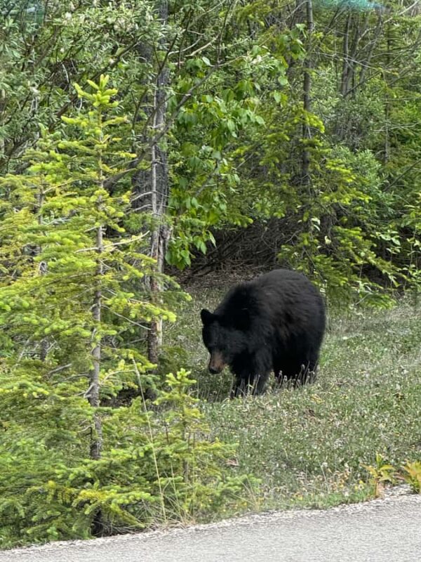 Day Trip to Jasper + Banff with picnic and drinks - Frequently Asked Questions