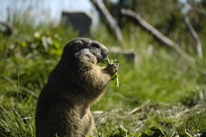 Day Trip to Lucerne and Mount Stanserhorn Including CabriO Cable Car Ride - Riding the CabriO Open-Top Cable Car to Mount Stanserhorn