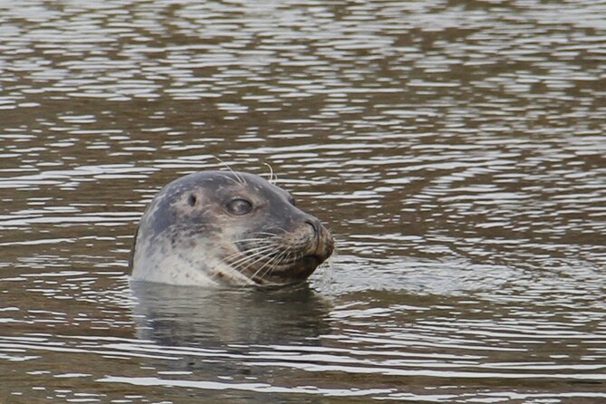 Day Trip to Snæfellsness Peninsula from Reykjavik - Cultural and Historical Insights in Borgarnes