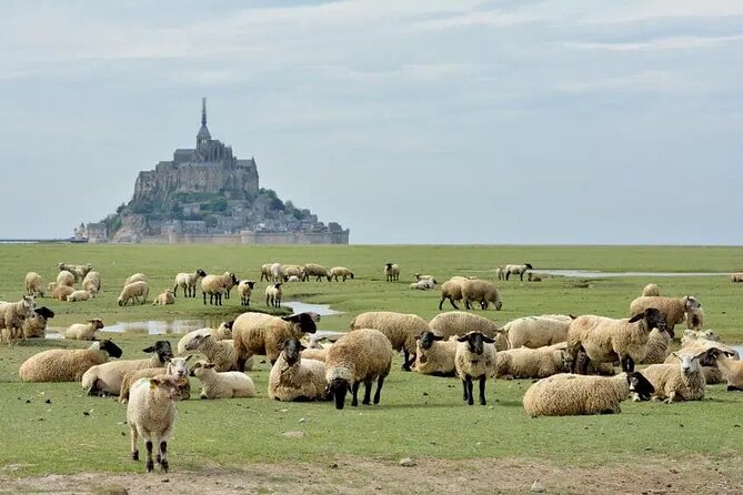 Day Trip with a local driver Mont Saint Michel from Saint Malo 6h - Logistics: From Pickup to Drop-off