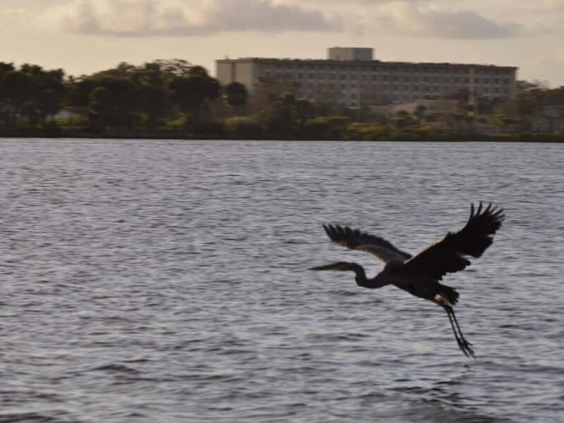 Daytona Beach: Sunset River Cruise with Dolphin Watching - Experience the Downtown Daytona Beach Lights from the Water