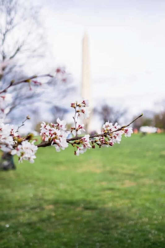 DC Cherry Blossom & Monuments Tour with Seasonal Boat Cruise - Who Will Appreciate This Tour Most