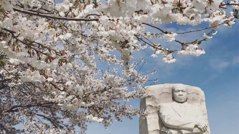 DC: Cherry Blossoms & Tidal Basin Memorials Walking Tour - The Guide’s Role and Experience Quality