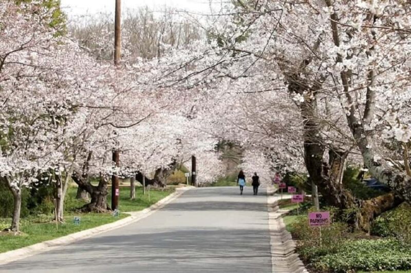 DC Kenwood Cherry Blossoms Small Group Max 12 Half-Day Tour - White House Photo Stop and Major Memorials