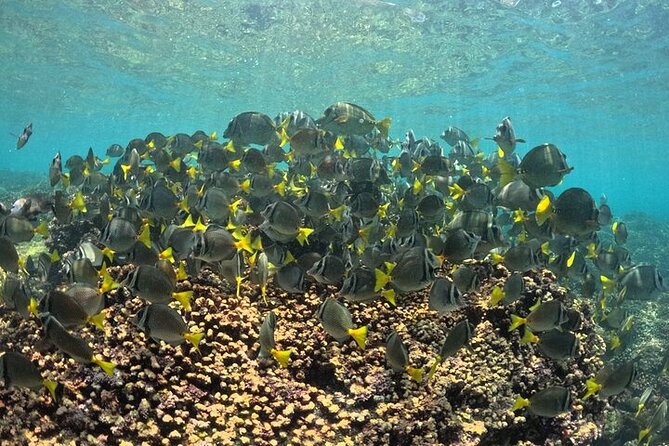 DE Huatulco Secret Reefs Snorkeling Tour DE Huatulco - Starting Point and Tour Duration