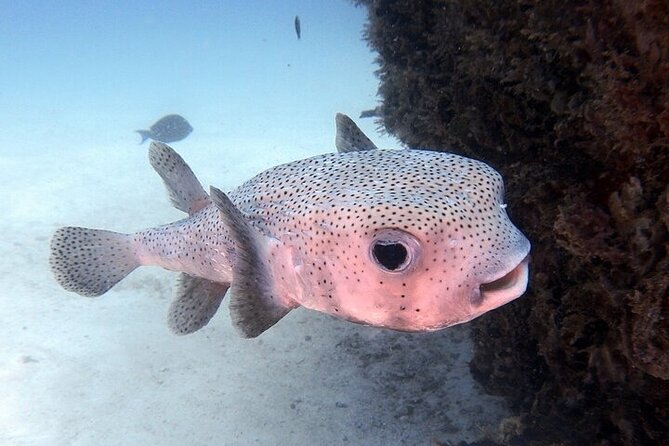 DE Huatulco Secret Reefs Snorkeling Tour DE Huatulco - What Sets This Tour Apart