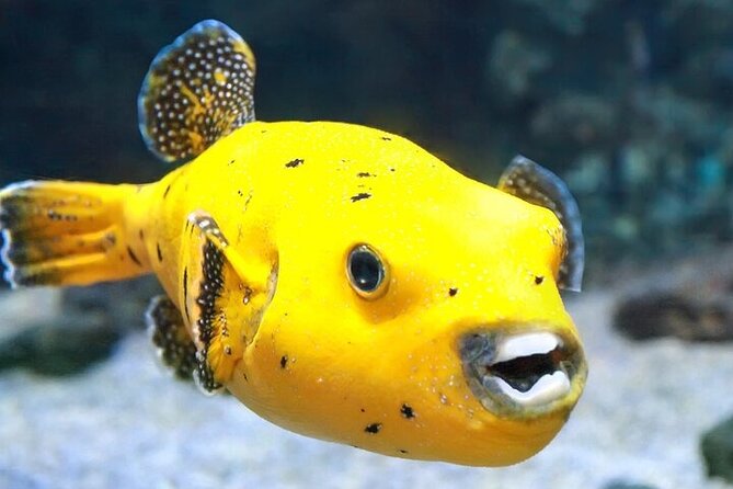 DE Huatulco Secret Reefs Snorkeling Tour DE Huatulco - Potential Considerations for Participants