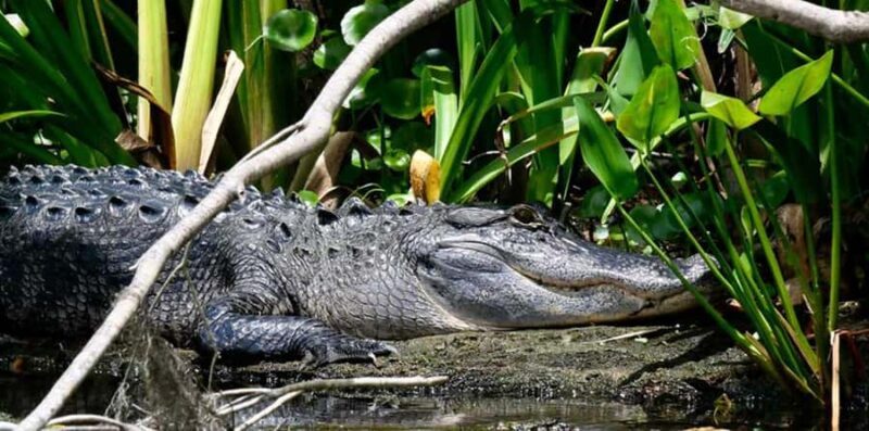 De Leon Springs: Scenic Boat Tour with Narration - Key Points