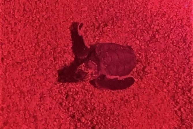 DE rismo and Night Monitoring of Sea Turtles - Starting the Night: Meeting in Huatulco at 7:00 pm