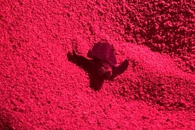 DE rismo and Night Monitoring of Sea Turtles - Equipment and Support for Conservation Monitoring