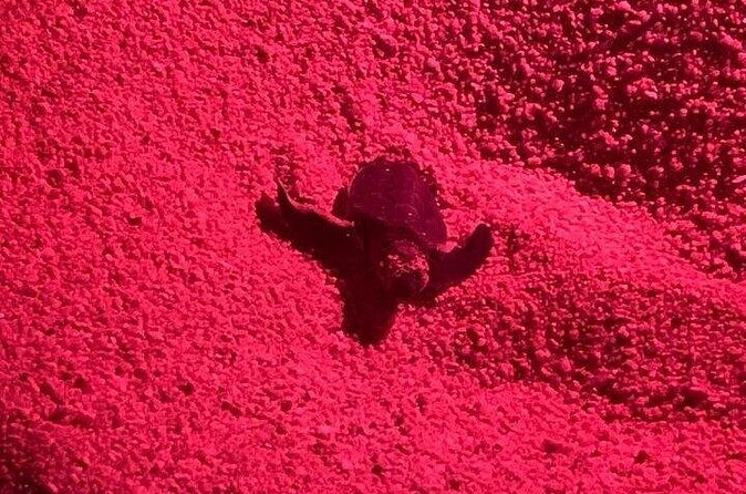 DE rismo and Night Monitoring of Sea Turtles - What Sets This Tour Apart from Others in Huatulco